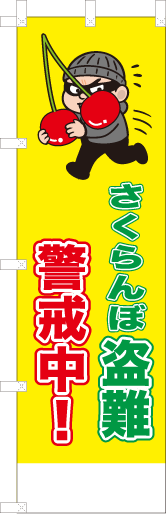 さくらんぼ盗難警戒中！
